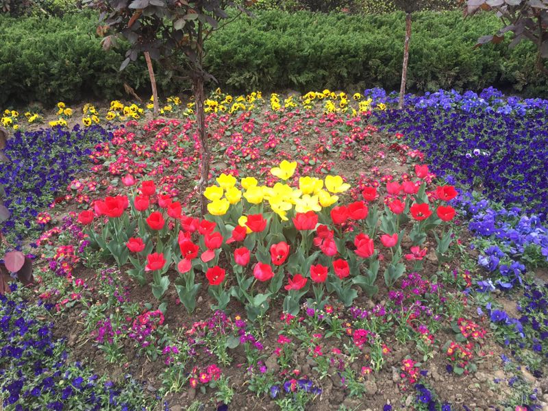 【美麗漢鋼】美翻了,一起到漢鋼來賞花! 【美麗漢鋼】美翻了,一起到漢鋼來賞花!