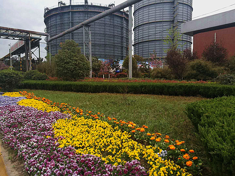 【美麗漢鋼】美翻了,一起到漢鋼來賞花! 【美麗漢鋼】美翻了,一起到漢鋼來賞花!