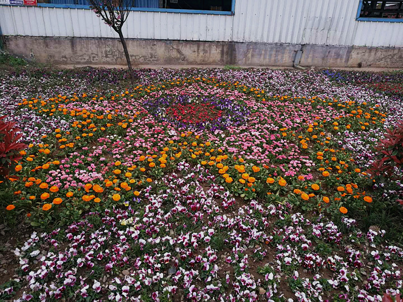 【美麗漢鋼】美翻了,一起到漢鋼來賞花! 【美麗漢鋼】美翻了,一起到漢鋼來賞花!