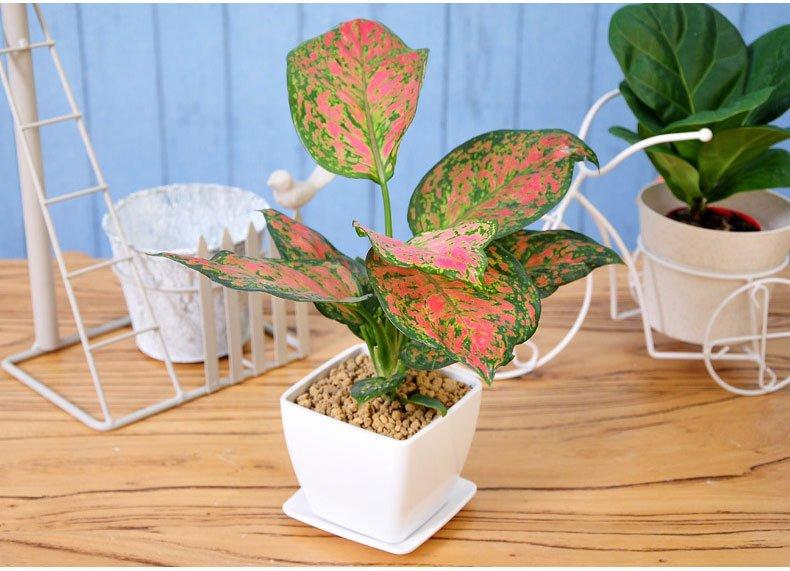 ��䓳���Է���B(y��ng)���Ę�Ȥ