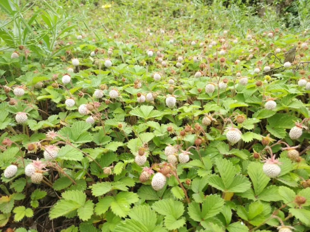 ��䓳���Է��ư������