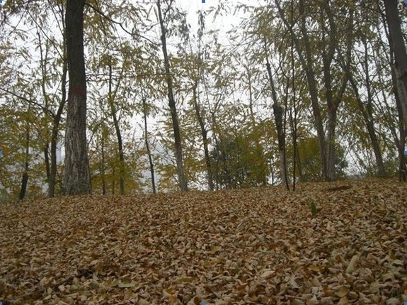 ��䓳���Է���cĸУ���P������