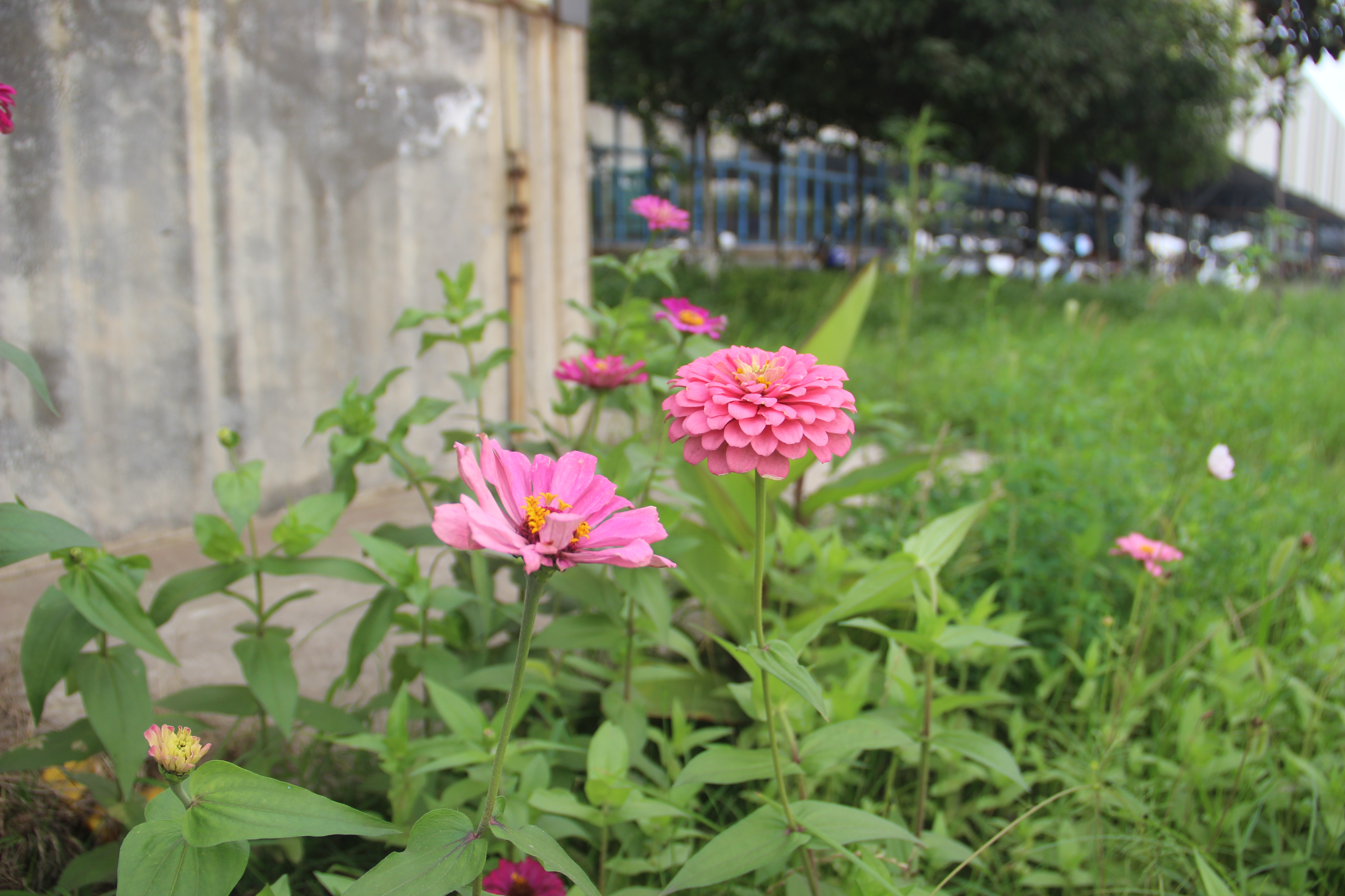 ��䓳���Է�����L������ʢ�����f