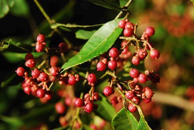 ��䓳���Է�������t��