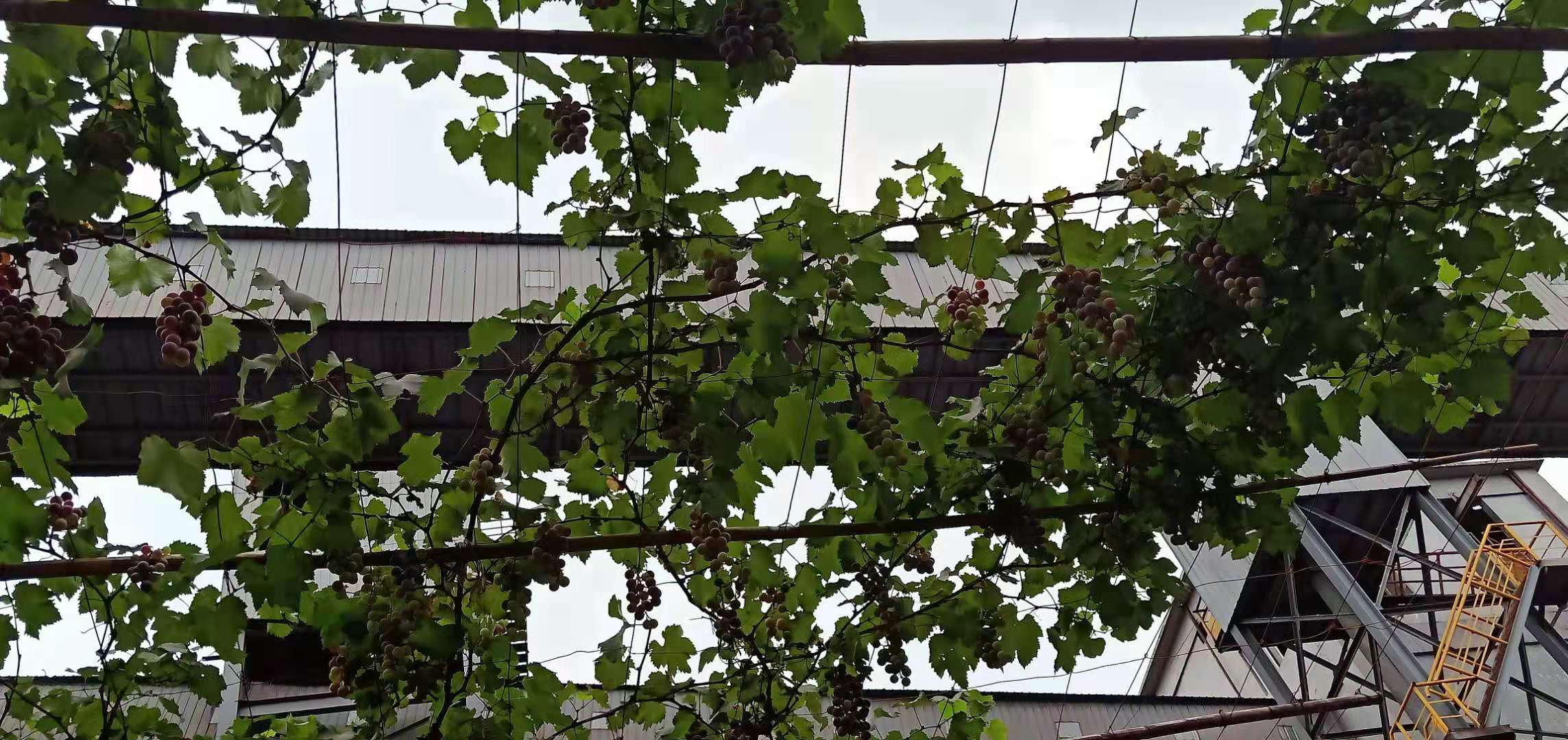 【美麗漢鋼】煉鐵風景 原料最美 【美麗漢鋼】煉鐵風景 原料最美