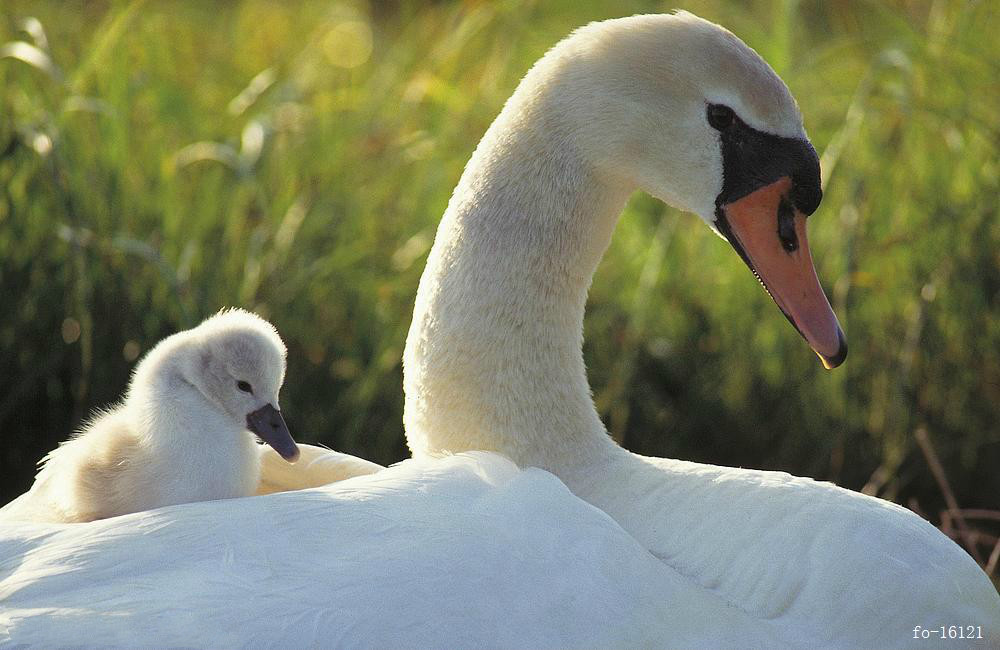 ��䓳���Է����С�gϲ���^���