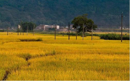 【鋼城文苑】夢回九月