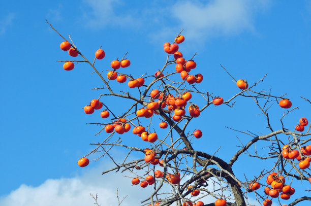 ��䓳���Է���ϼҵ�����