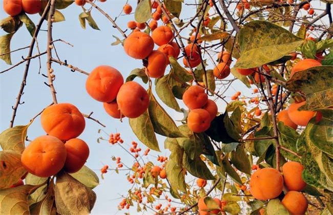 ��䓳���Է�����Ә�