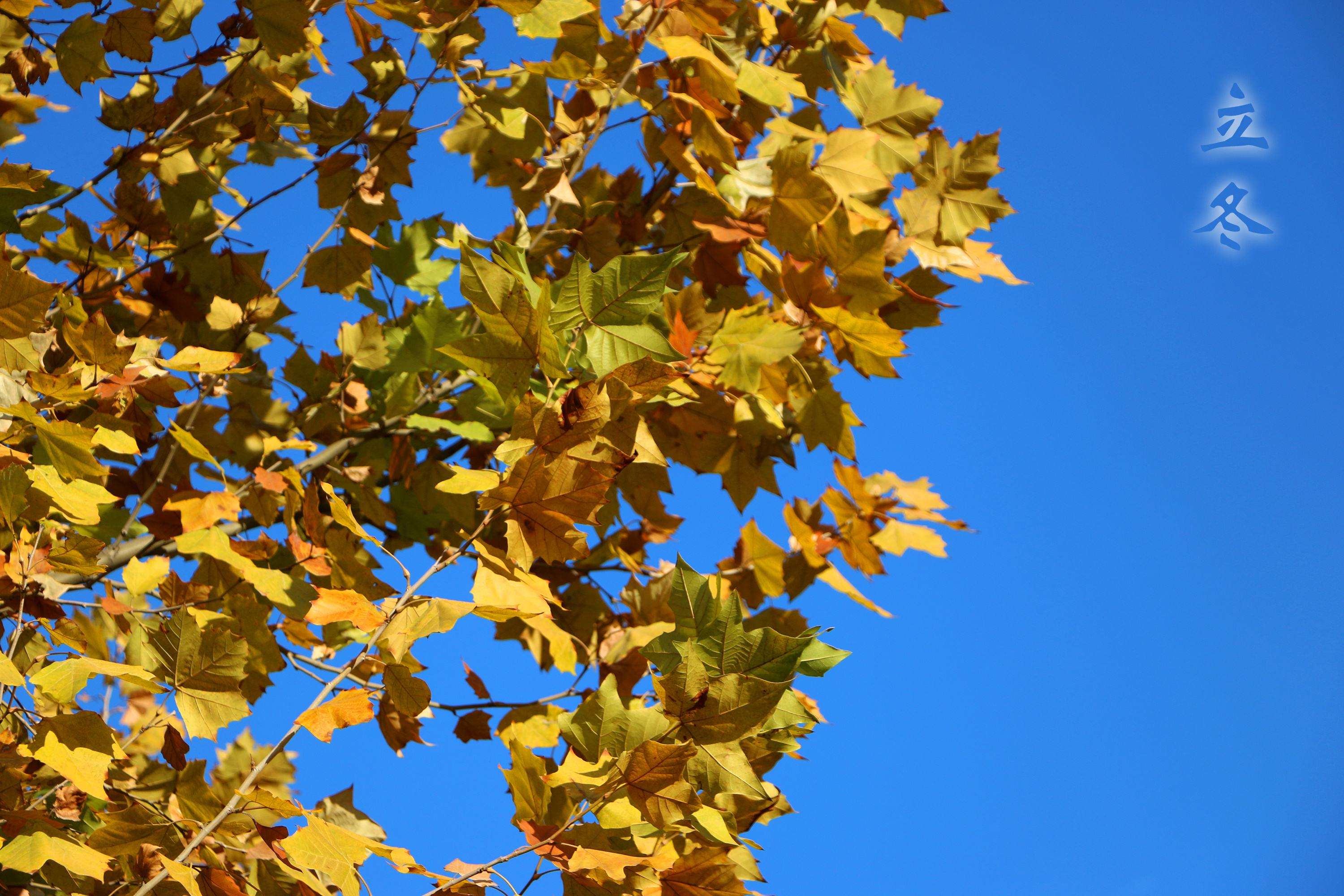 ��䓳���Է���