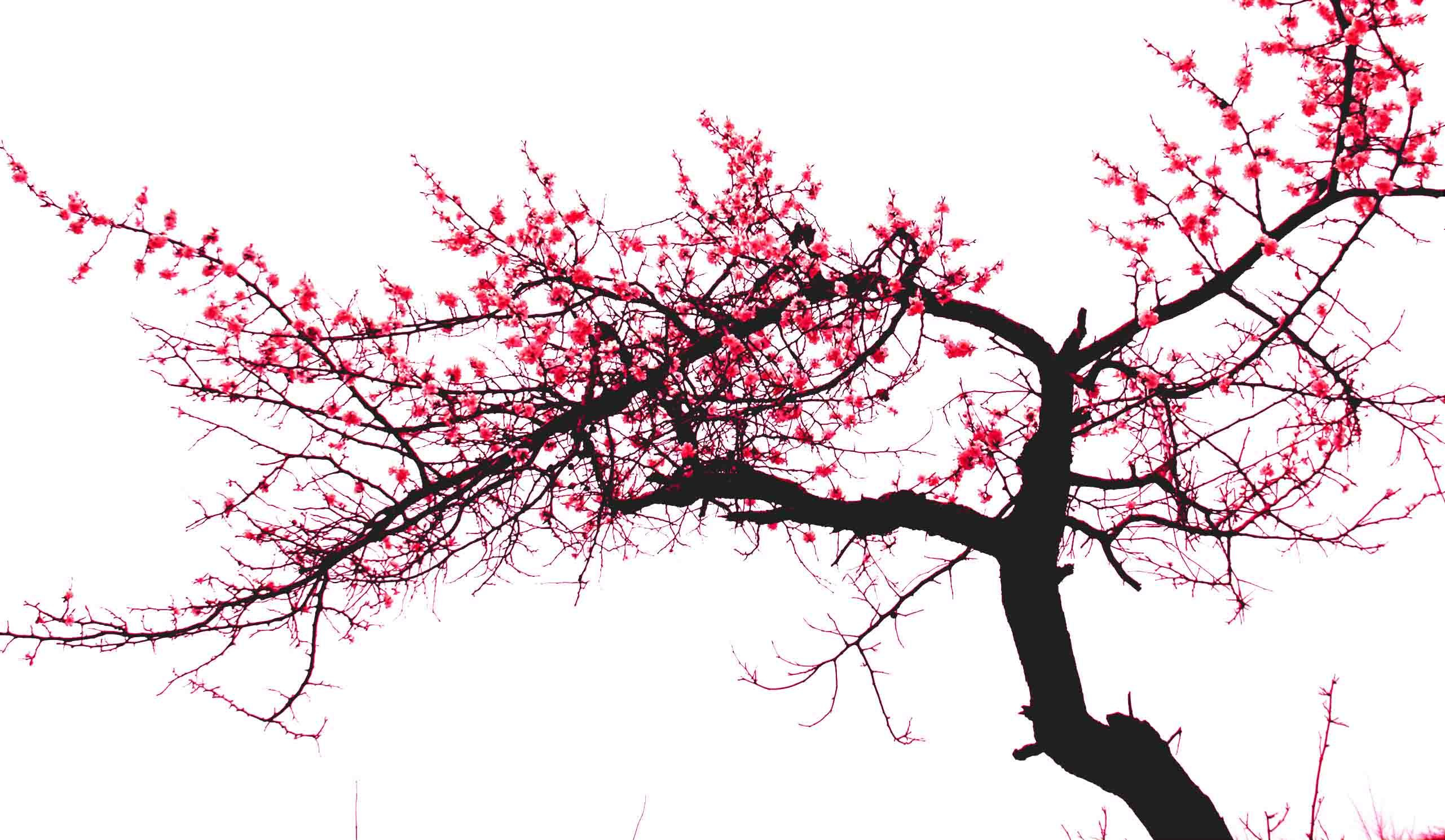 【鋼城文苑】呷一口清茶,品一縷梅香 【鋼城文苑】呷一口清茶,品一縷梅香