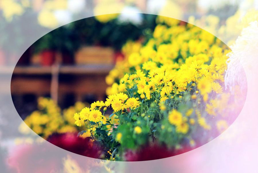 【鋼城文苑】人淡如菊 【鋼城文苑】人淡如菊