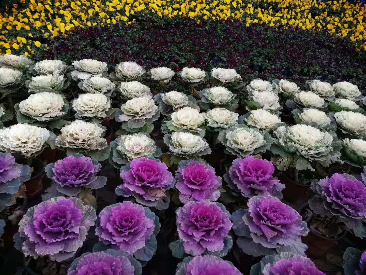 ��䓳���Է���ψ��Ĳˈ@��