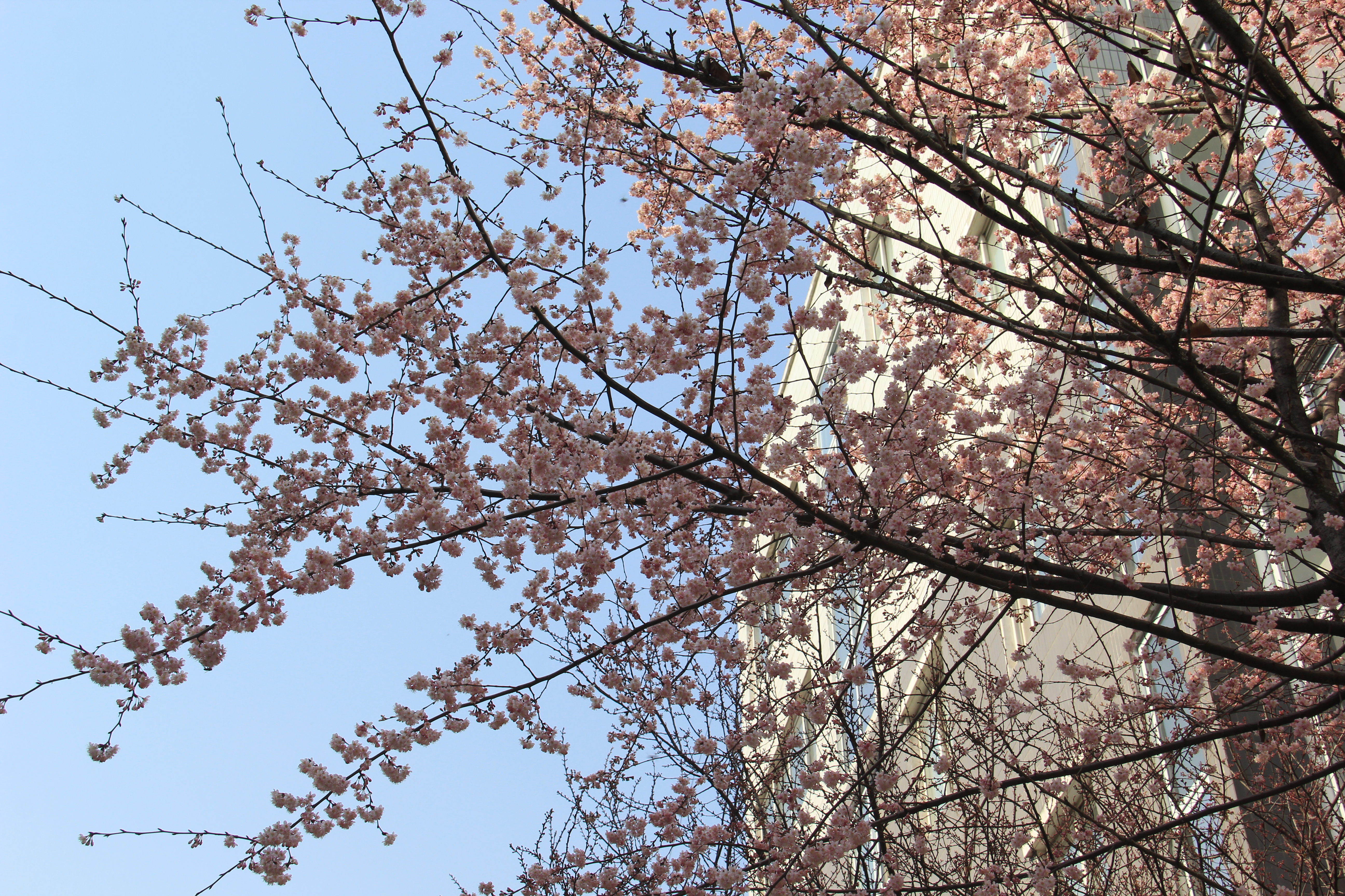 【美麗漢鋼】沒有一個冬天不可逾越 沒有一個春天不會到來 【美麗漢鋼】沒有一個冬天不可逾越 沒有一個春天不會到來