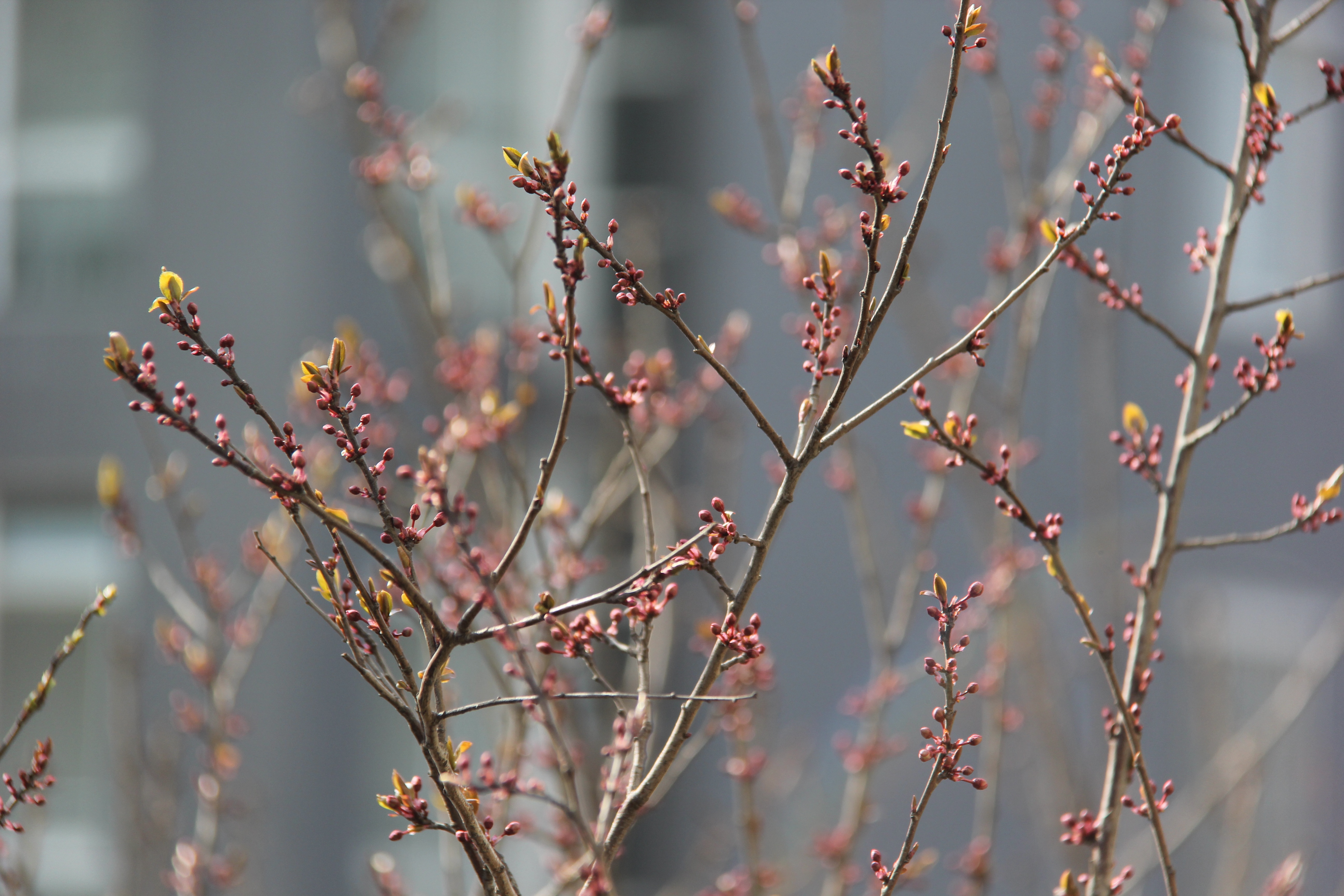 【美麗漢鋼】沒有一個冬天不可逾越 沒有一個春天不會到來 【美麗漢鋼】沒有一個冬天不可逾越 沒有一個春天不會到來