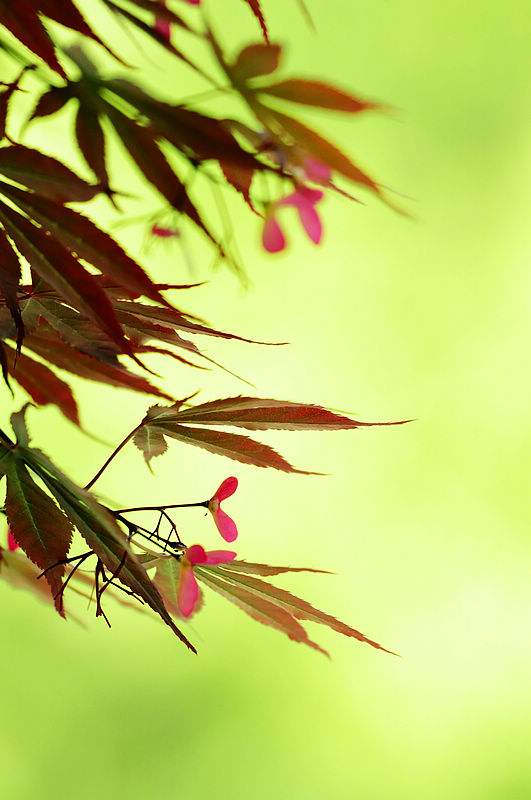 【鋼城文苑】知 春 【鋼城文苑】知 春