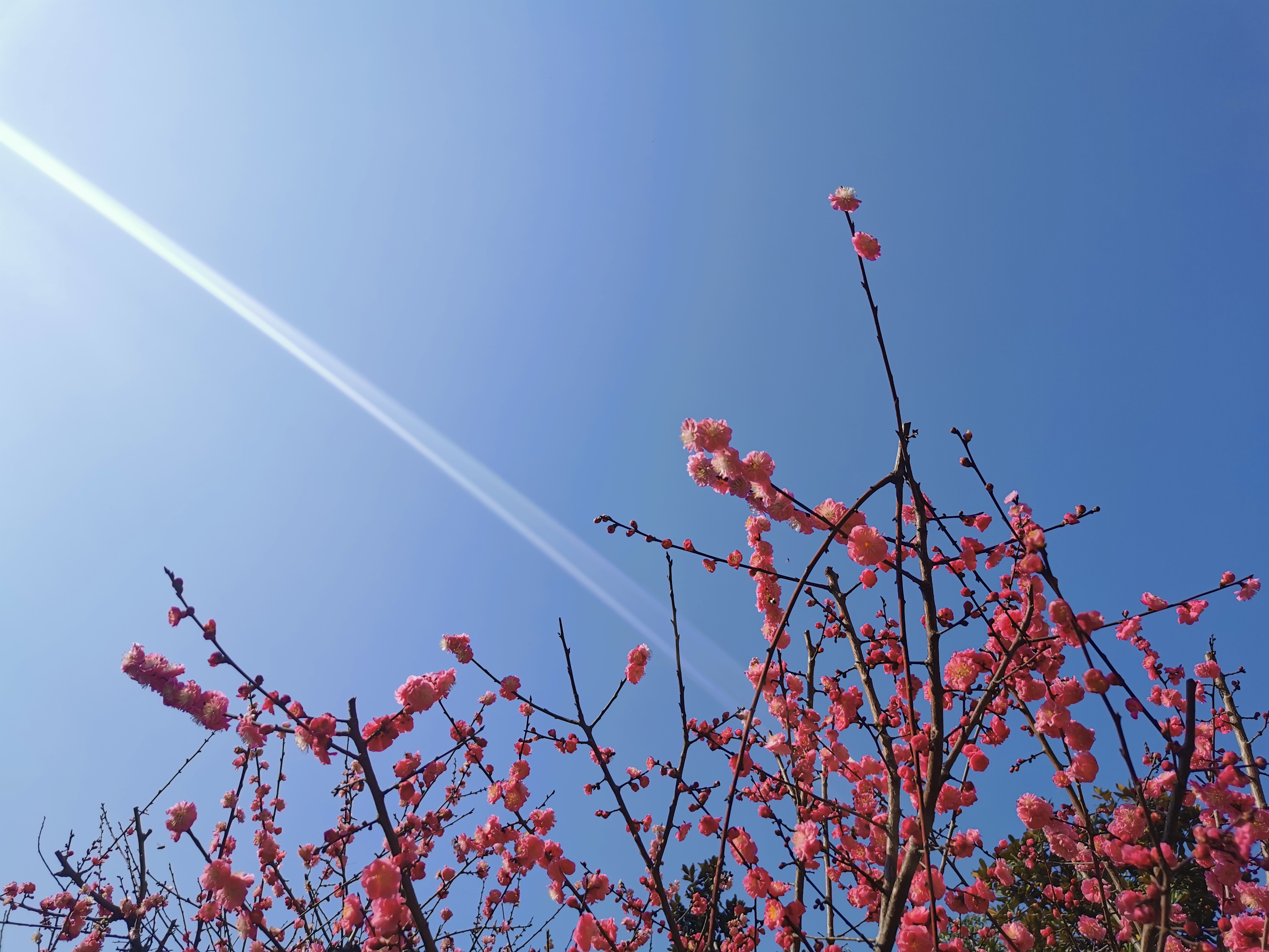 【美麗漢鋼】春滿鋼城,愿疫情蕩滌 【美麗漢鋼】春滿鋼城,愿疫情蕩滌