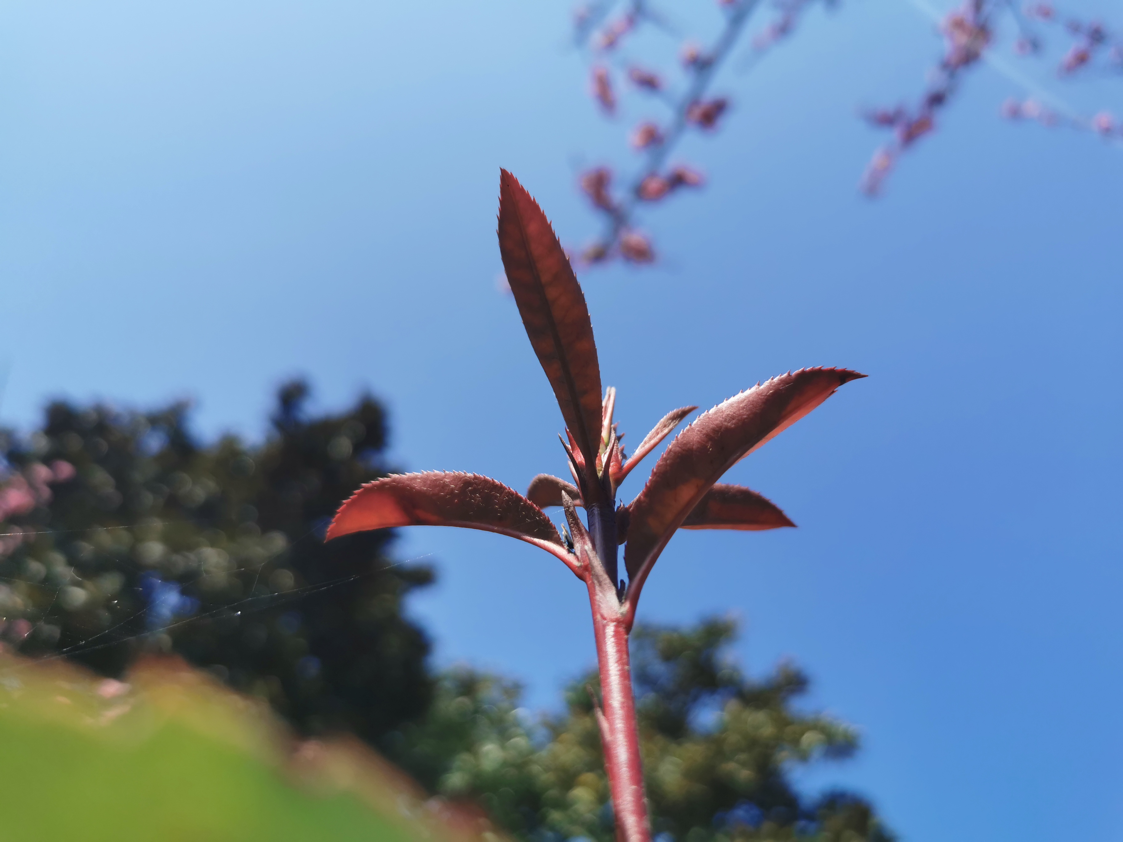 【美麗漢鋼】春滿鋼城,愿疫情蕩滌 【美麗漢鋼】春滿鋼城,愿疫情蕩滌