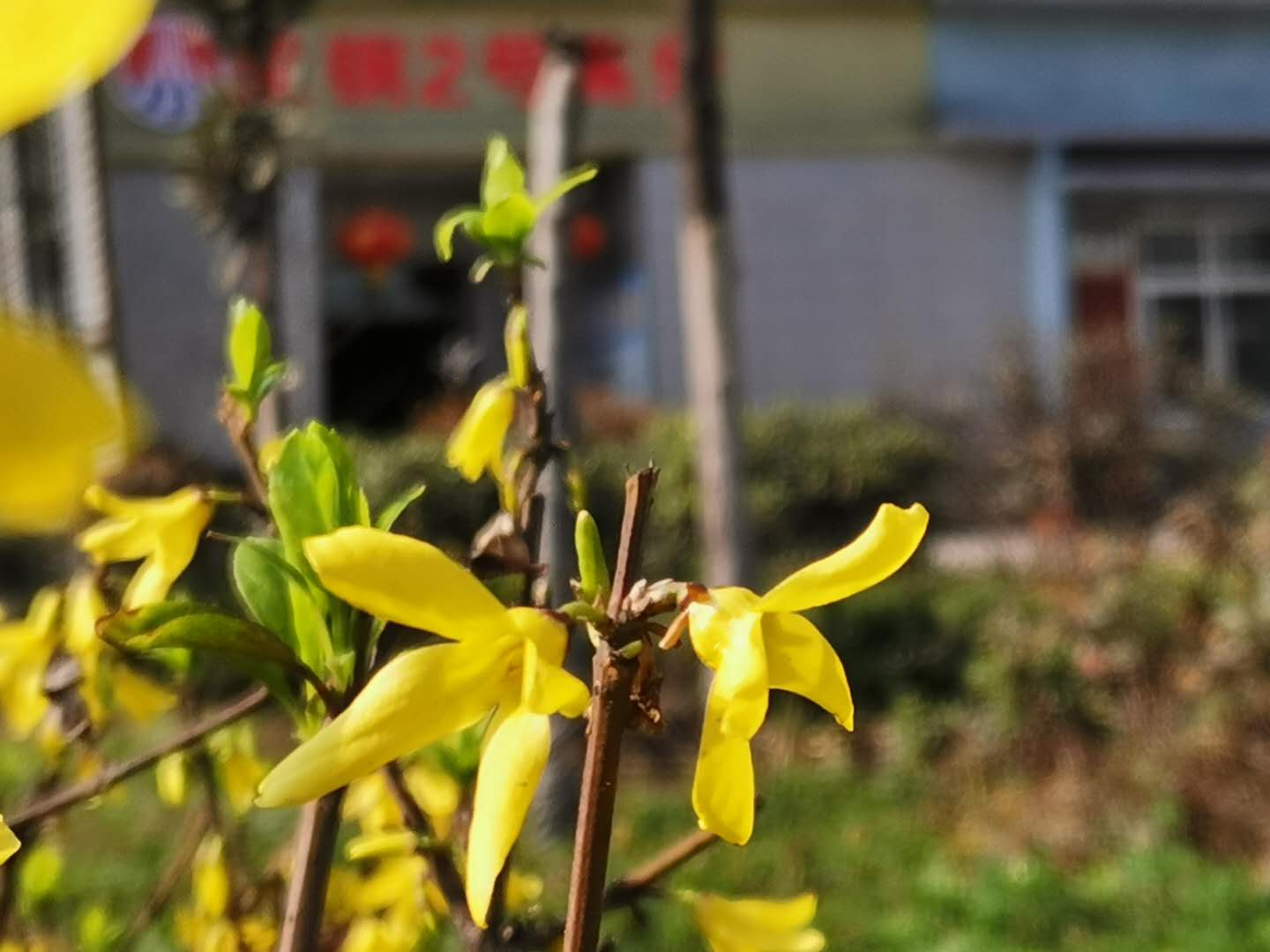 【鋼城文苑】疫情當(dāng)前 迎春花開 【鋼城文苑】疫情當(dāng)前 迎春花開