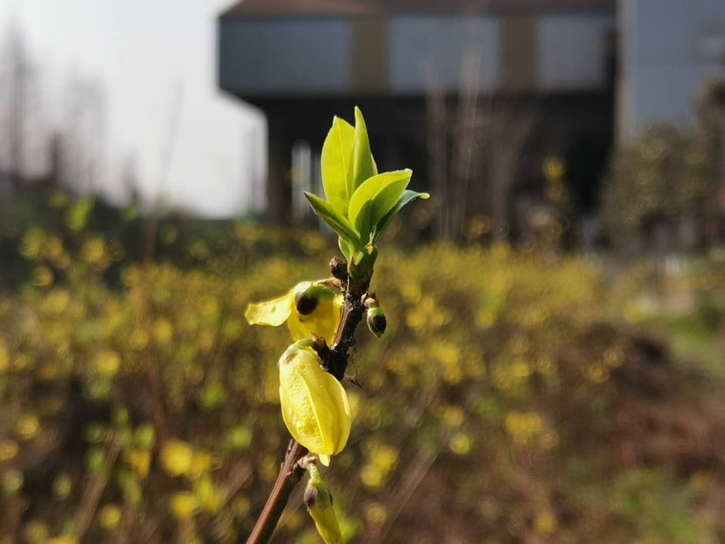 【鋼城文苑】疫情當(dāng)前 迎春花開 【鋼城文苑】疫情當(dāng)前 迎春花開