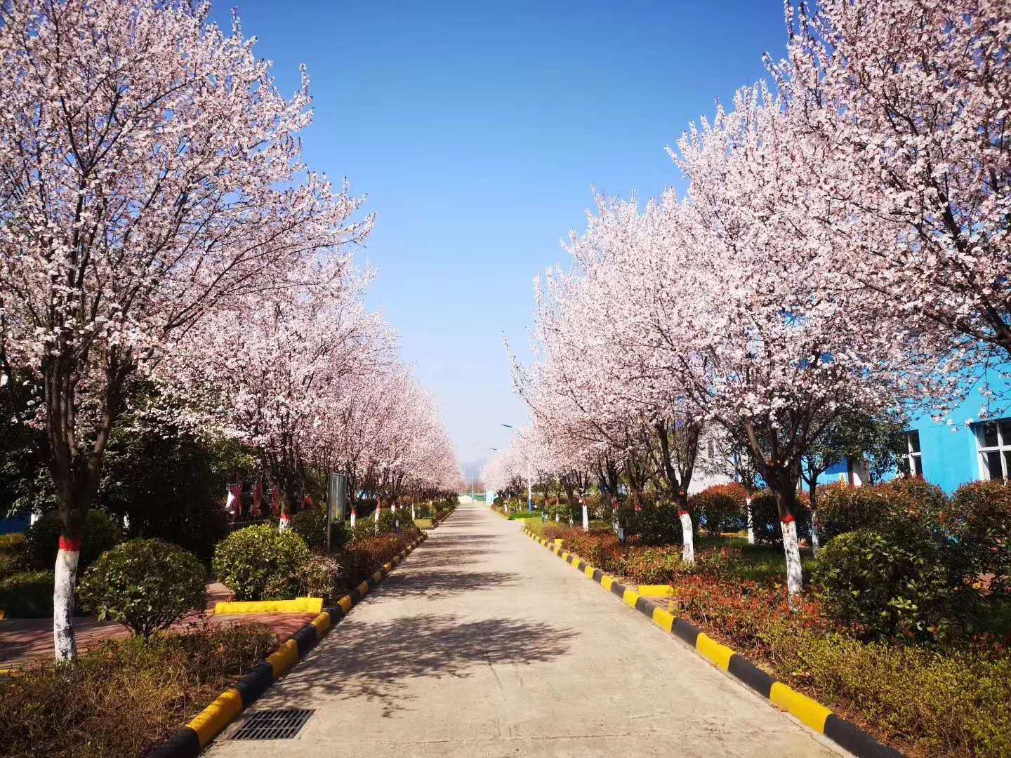 【鋼城文苑】漢鋼的春天,一期一會 【鋼城文苑】漢鋼的春天,一期一會