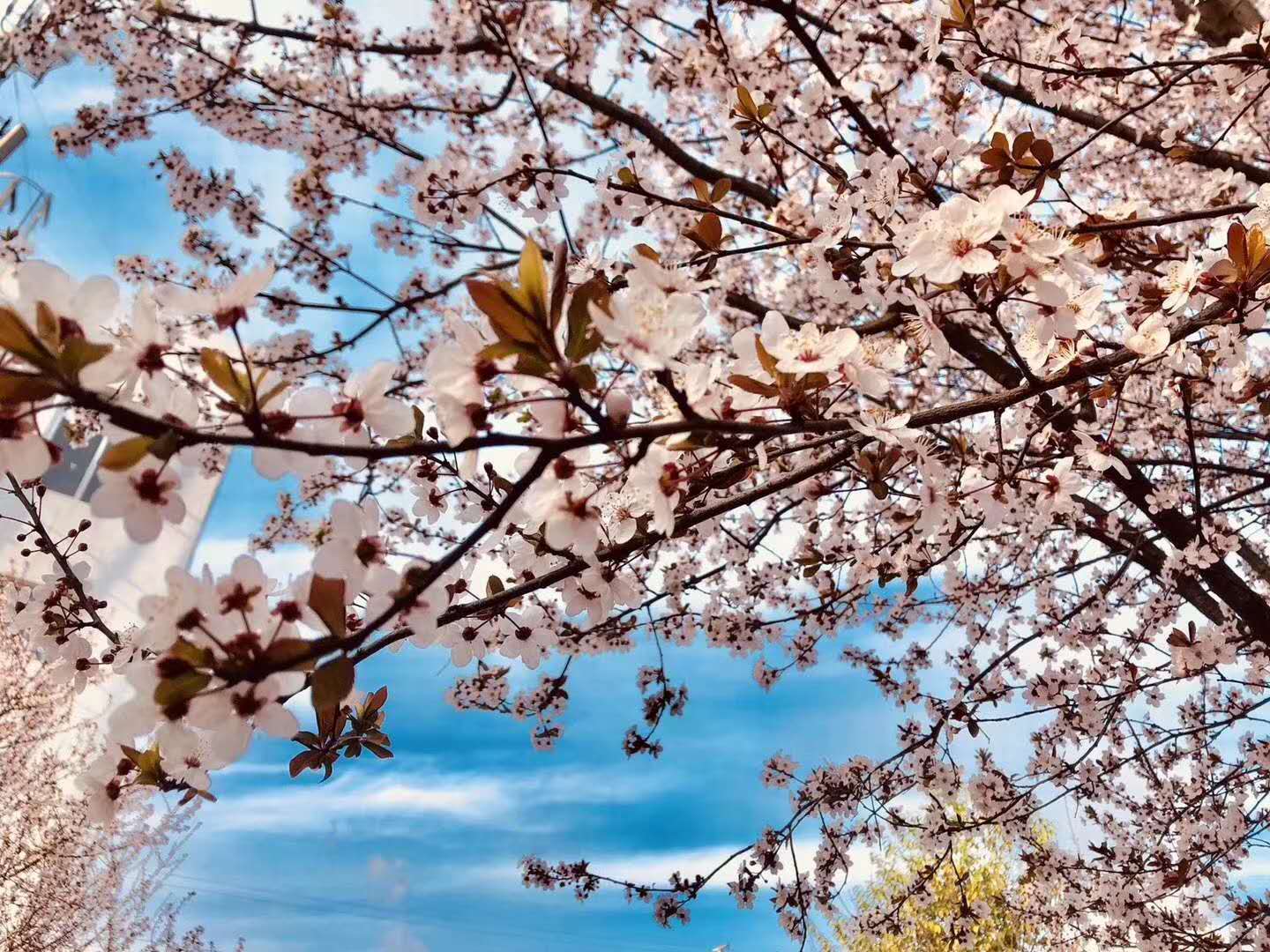 【鋼城文苑】漢鋼的春天,一期一會 【鋼城文苑】漢鋼的春天,一期一會