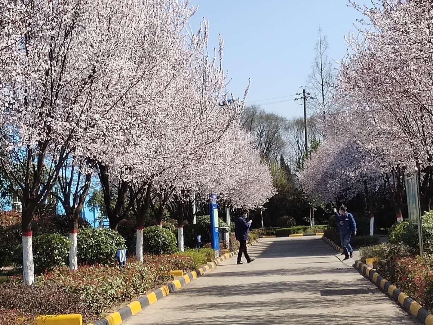 【鋼城文苑】漢鋼的春天,一期一會 【鋼城文苑】漢鋼的春天,一期一會