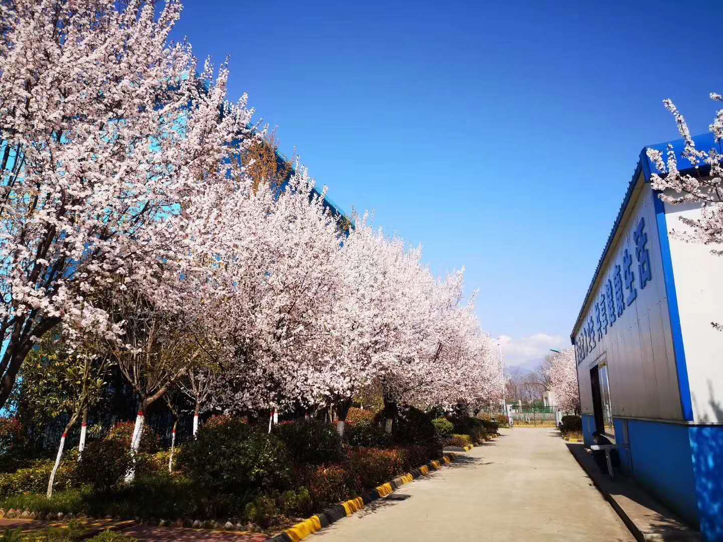 【鋼城文苑】漢鋼的春天,一期一會 【鋼城文苑】漢鋼的春天,一期一會