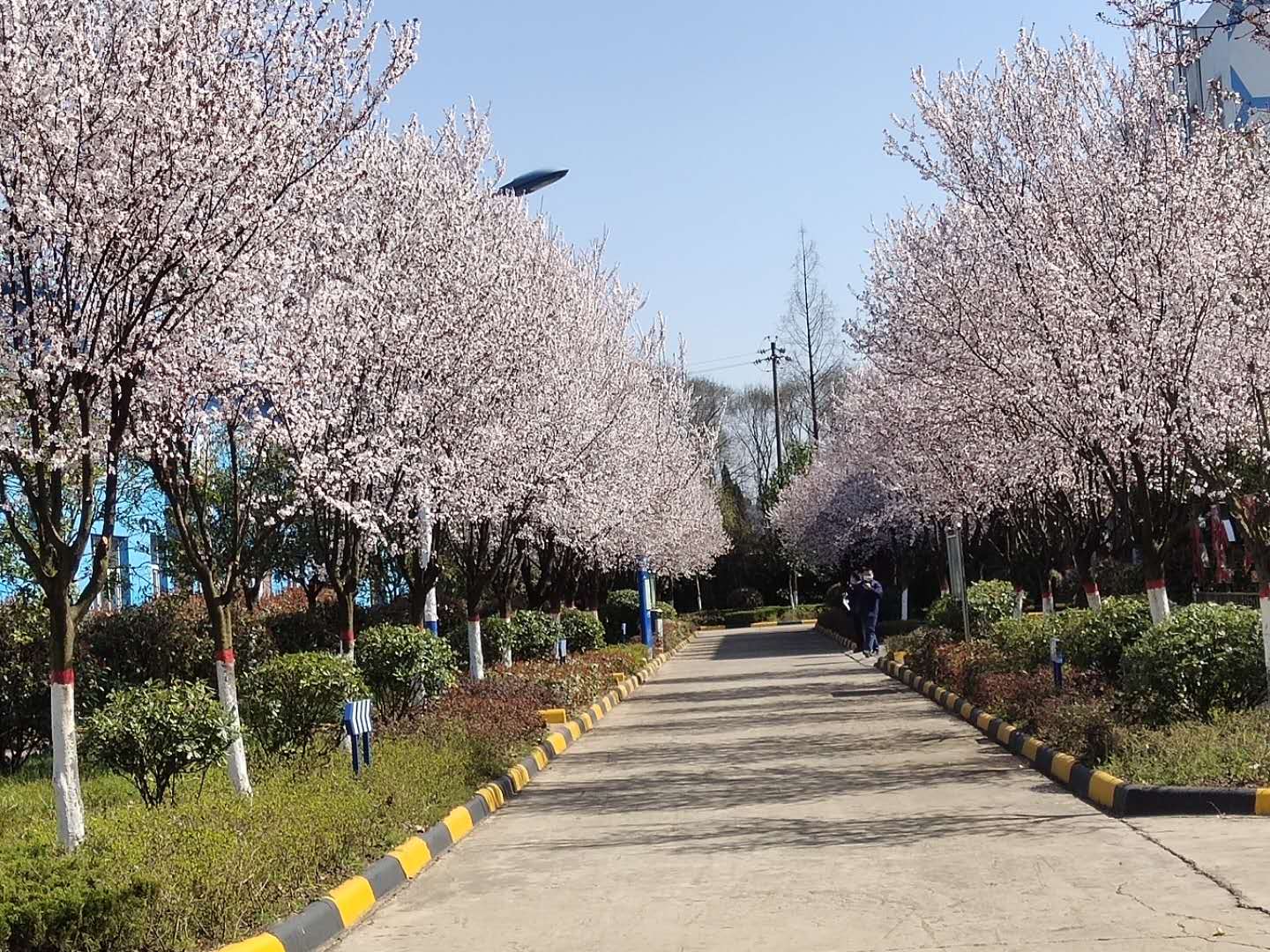 【鋼城文苑】櫻花,夢里與你再相見 【鋼城文苑】櫻花,夢里與你再相見