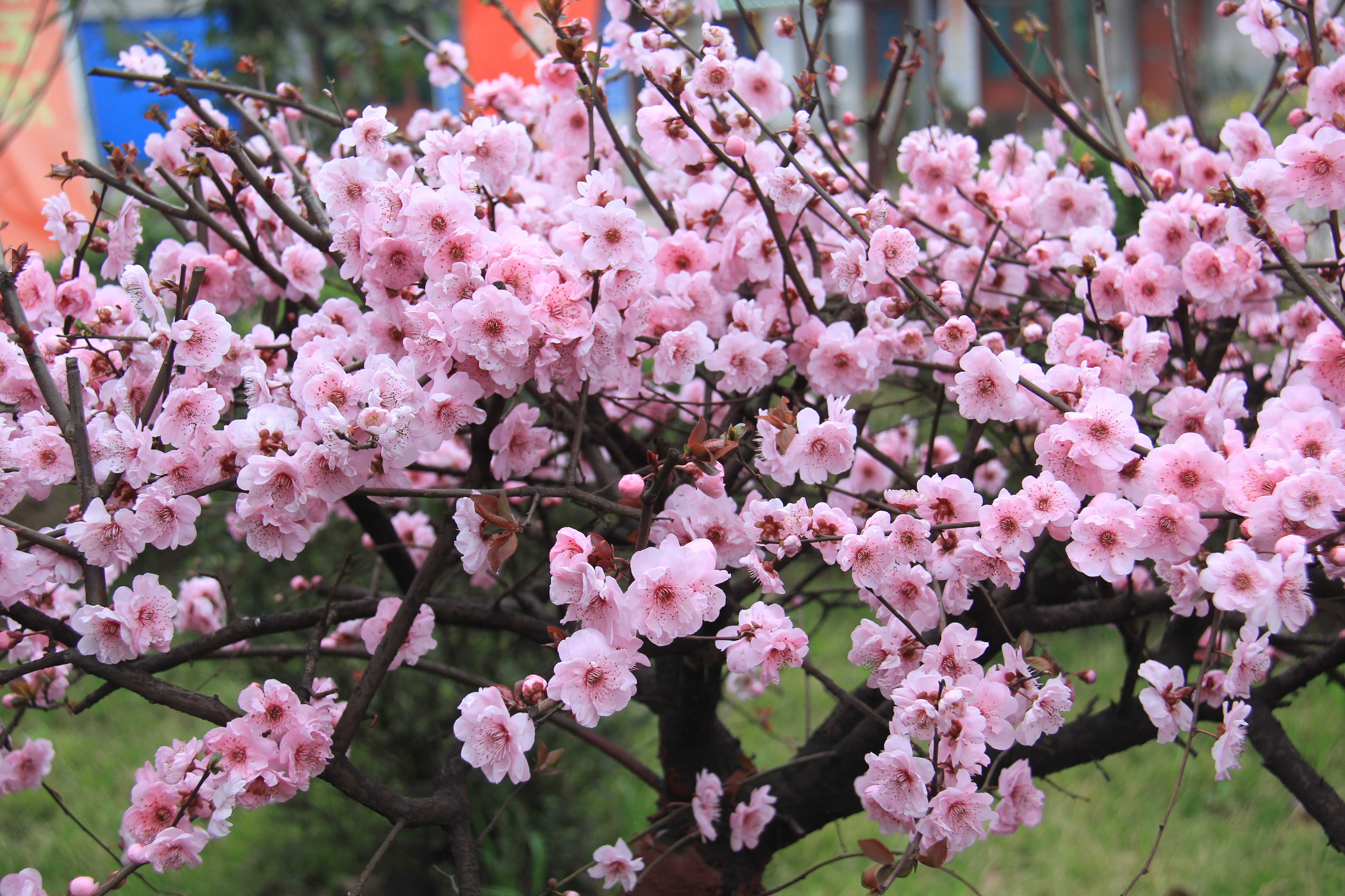 【美麗漢鋼】漢鋼踏春賞花圖鑒 【美麗漢鋼】漢鋼踏春賞花圖鑒