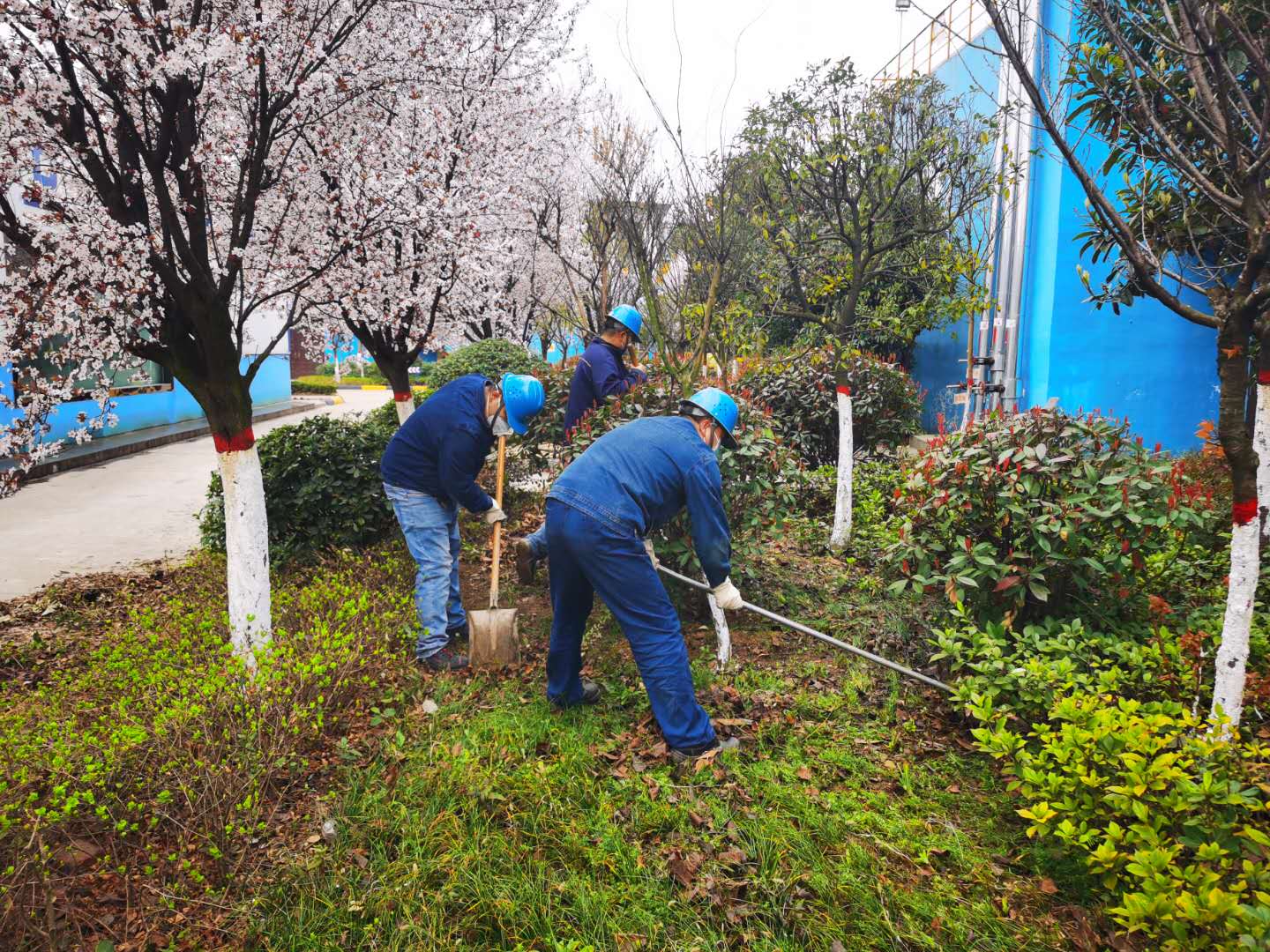 【美麗漢鋼】公司春季綠化美化工作開展如火如荼 【美麗漢鋼】公司春季綠化美化工作開展如火如荼