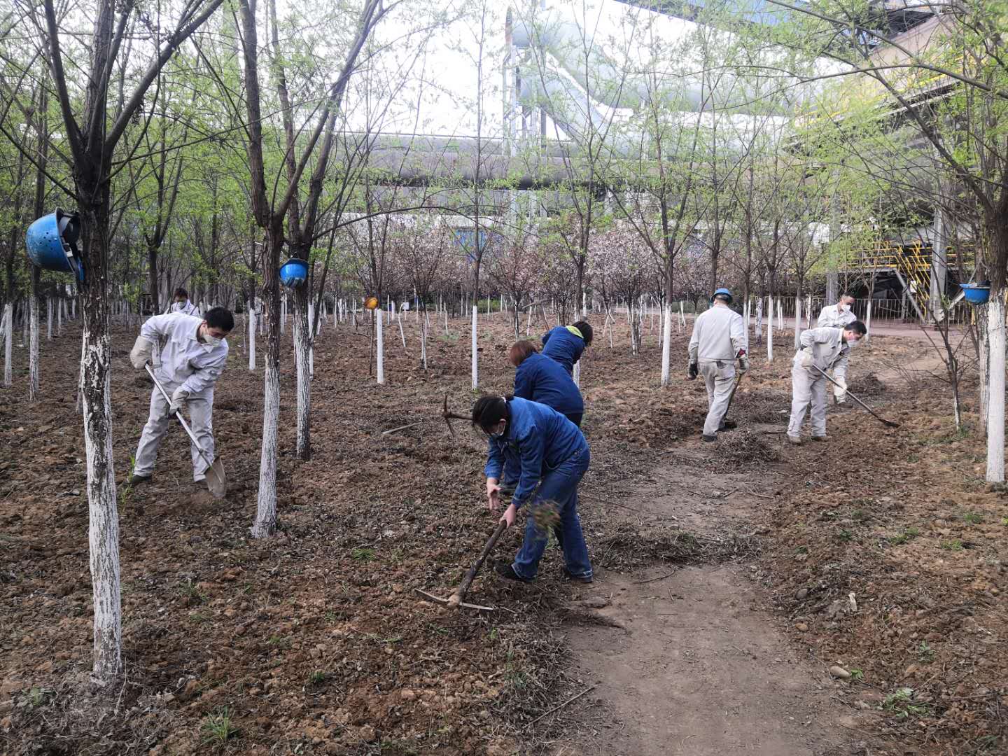 【美麗漢鋼】公司春季綠化美化工作開展如火如荼 【美麗漢鋼】公司春季綠化美化工作開展如火如荼