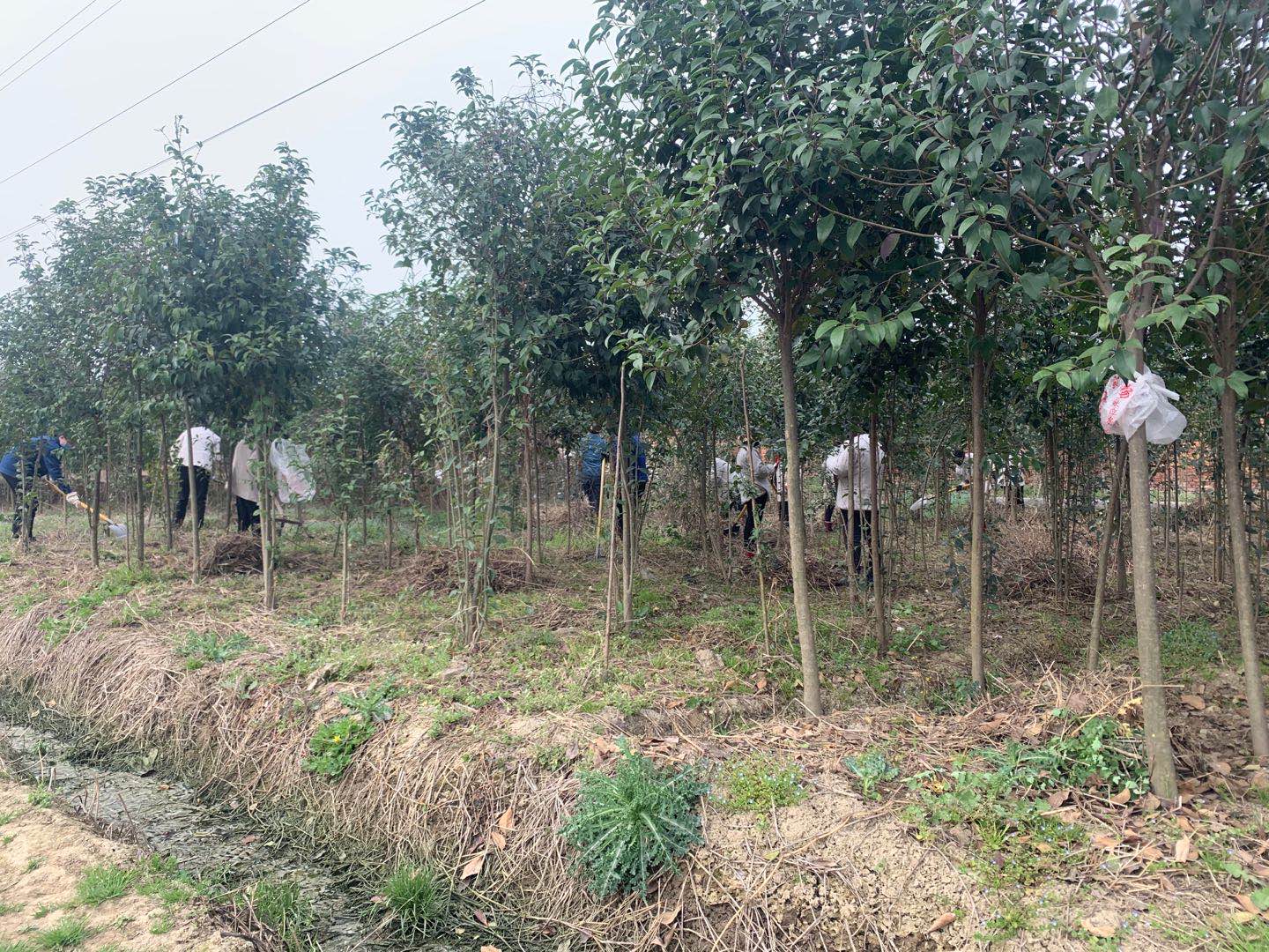 【美麗漢鋼】公司春季綠化美化工作開展如火如荼 【美麗漢鋼】公司春季綠化美化工作開展如火如荼