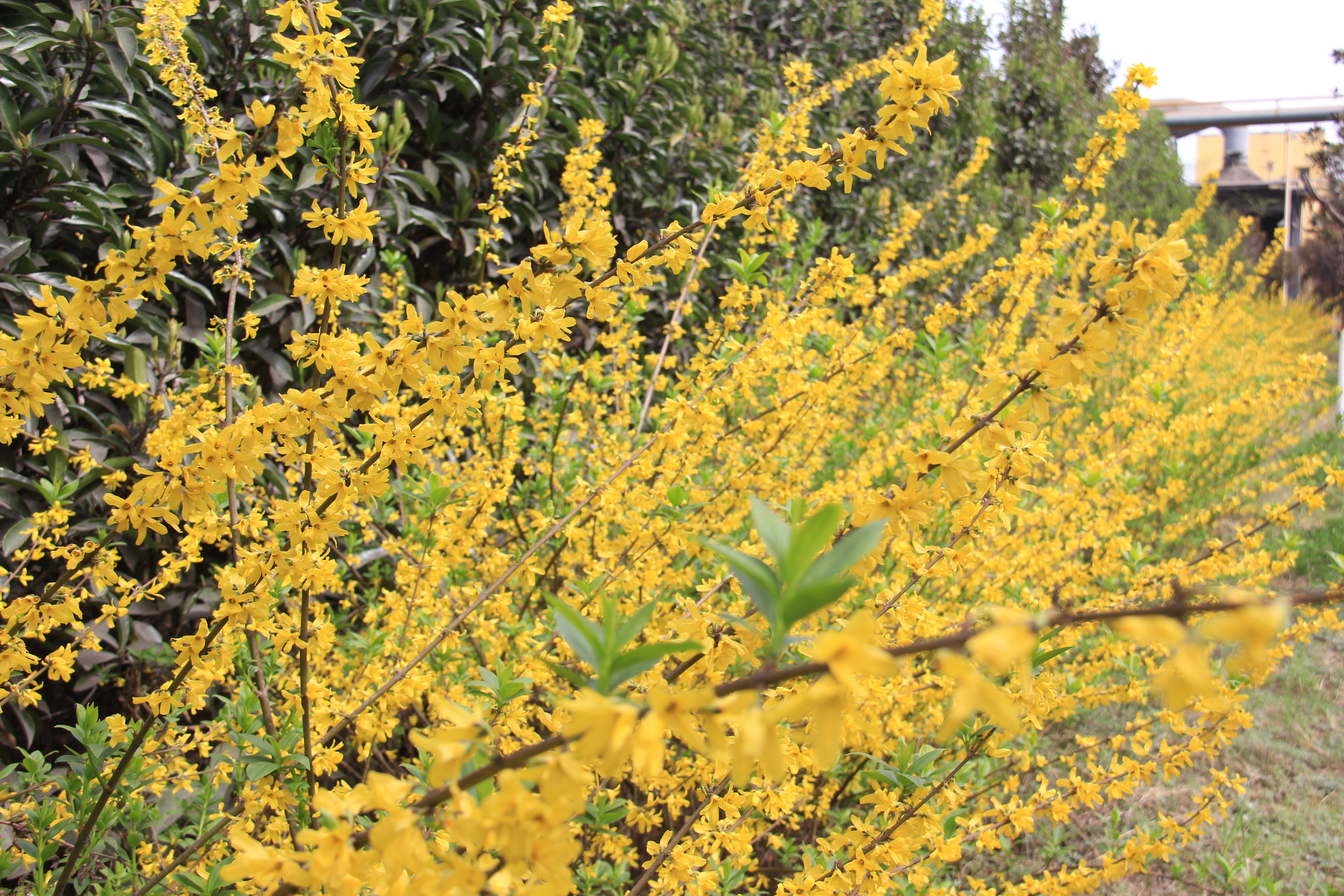 【美麗漢鋼】漢鋼踏春賞花圖鑒 【美麗漢鋼】漢鋼踏春賞花圖鑒