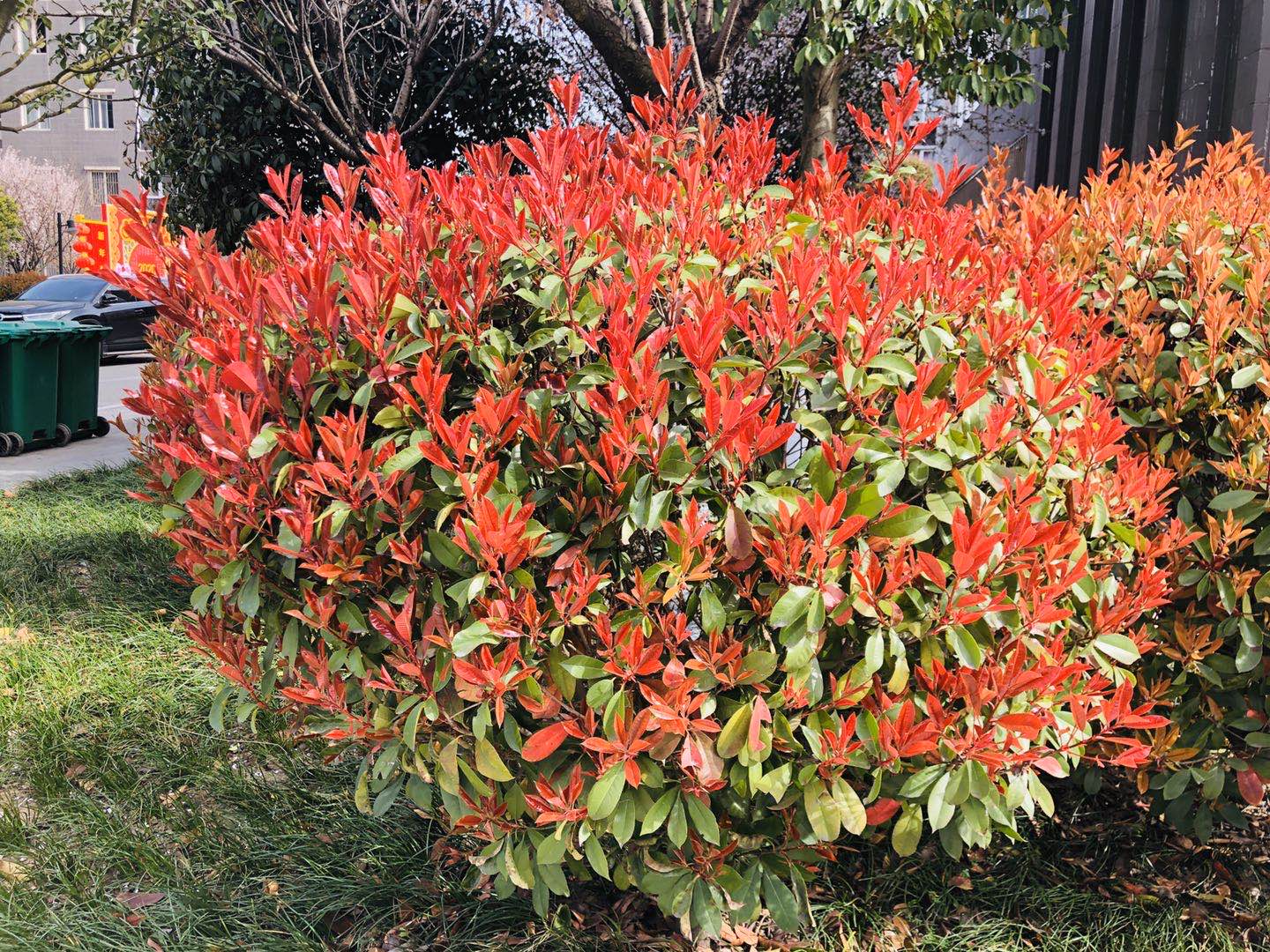 【美麗漢鋼】漢鋼踏春賞花圖鑒 【美麗漢鋼】漢鋼踏春賞花圖鑒