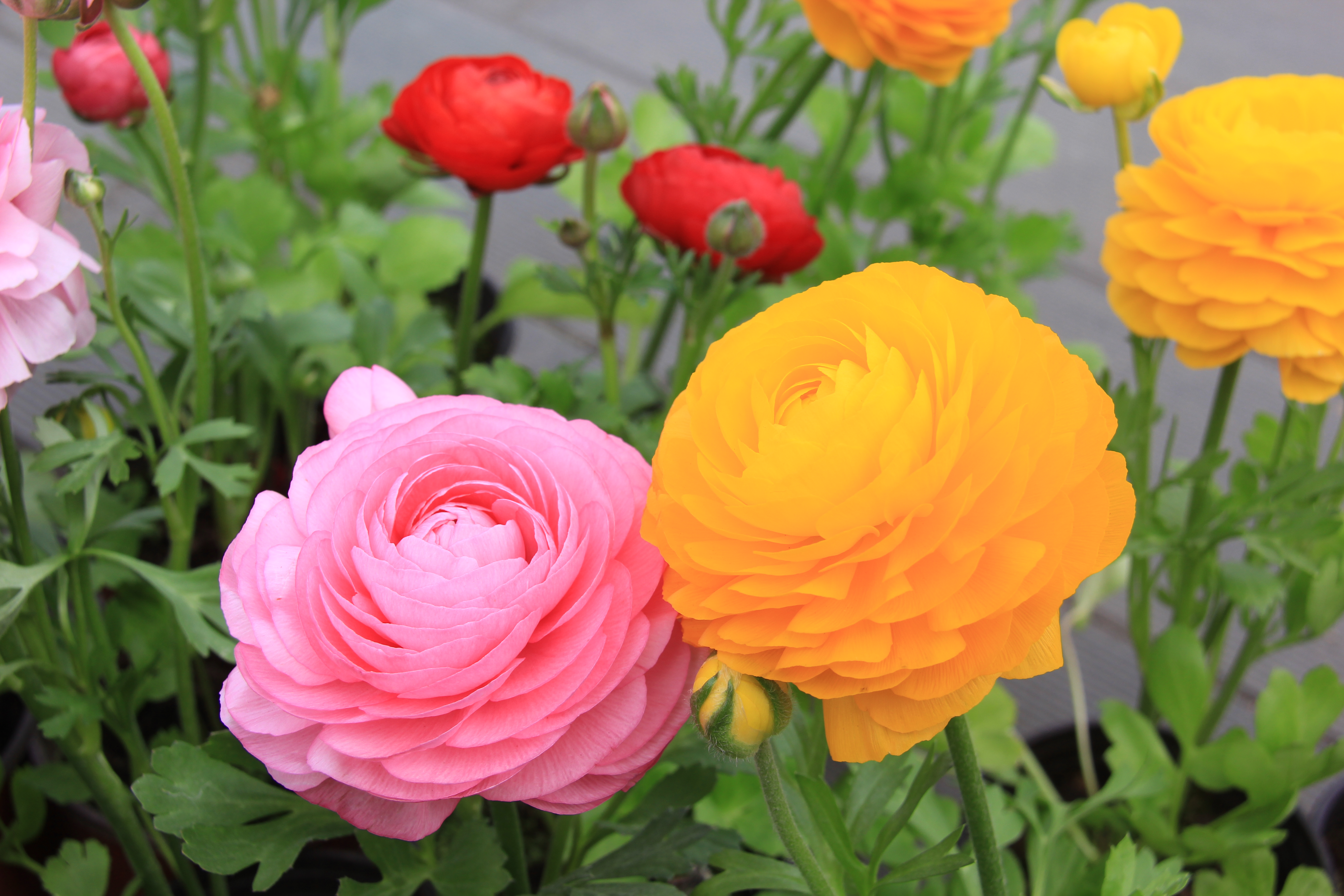 【美麗漢鋼】漢鋼踏春賞花圖鑒 【美麗漢鋼】漢鋼踏春賞花圖鑒