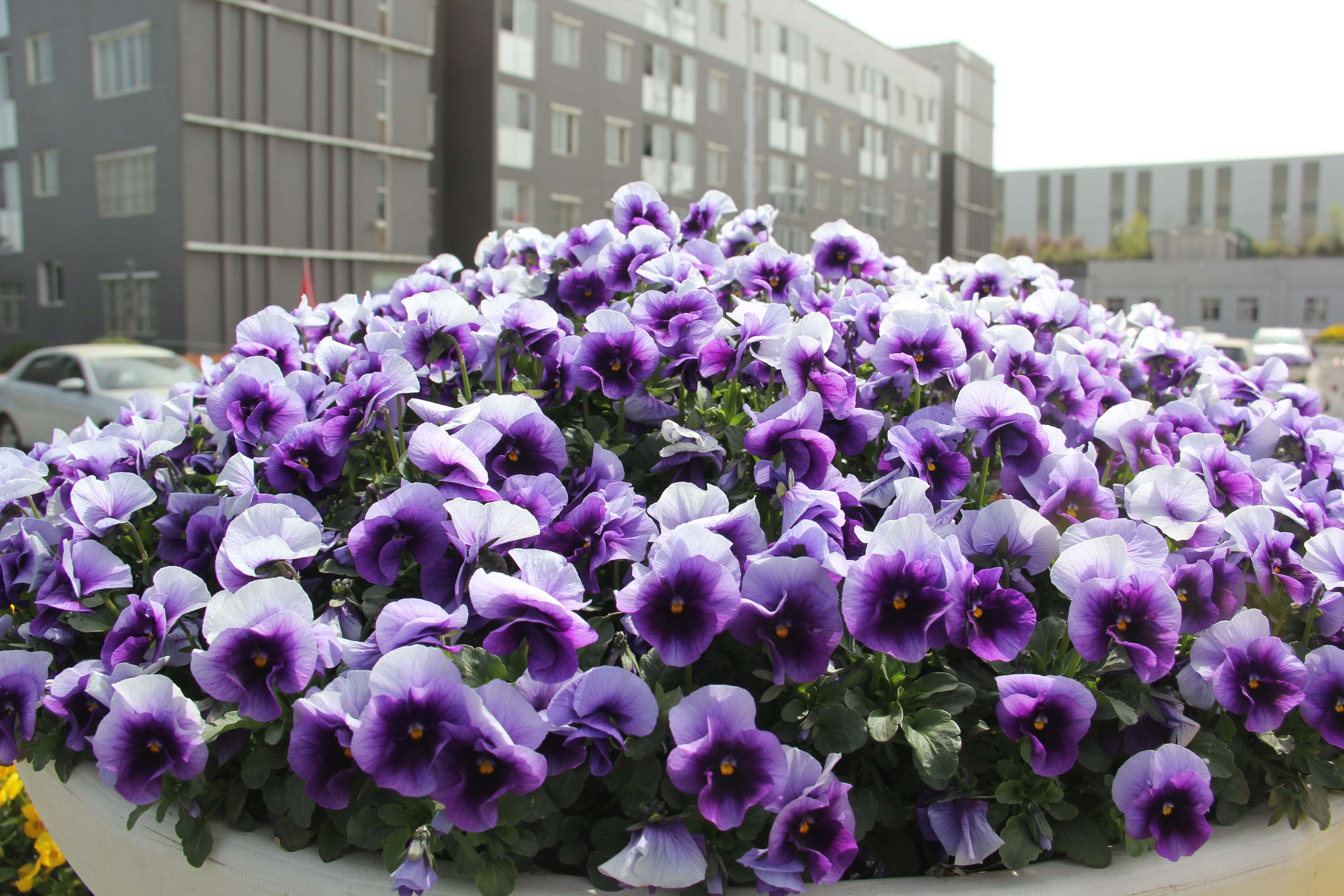 【美麗漢鋼】漢鋼踏春賞花圖鑒 【美麗漢鋼】漢鋼踏春賞花圖鑒