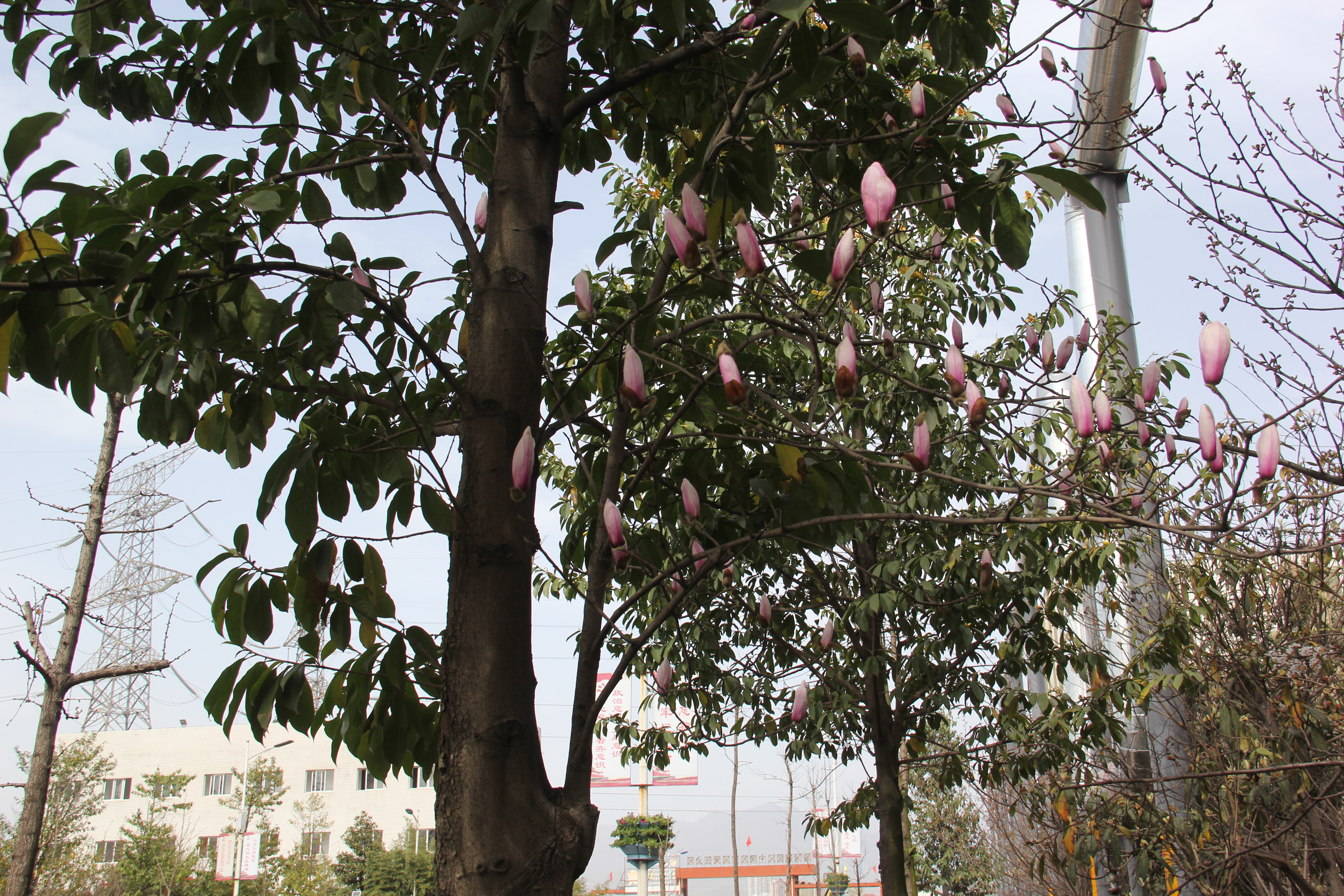 【美麗漢鋼】漢鋼踏春賞花圖鑒 【美麗漢鋼】漢鋼踏春賞花圖鑒