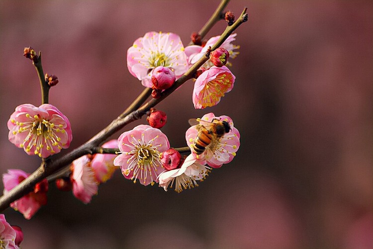 【鋼城文苑】有一種美,叫詩詞里的三月 【鋼城文苑】有一種美,叫詩詞里的三月