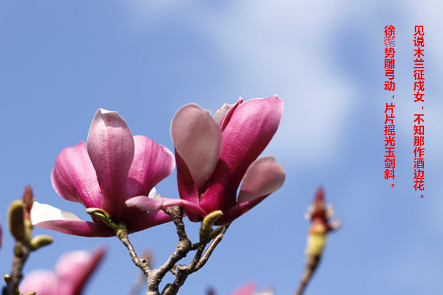 ��䓳���Է����