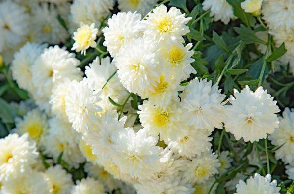 【鋼城文苑】上墳 【鋼城文苑】上墳