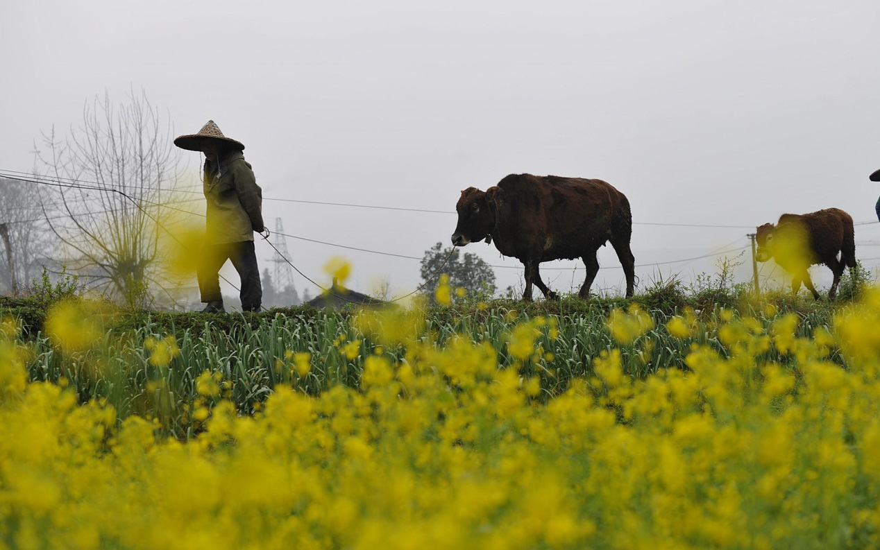 【鋼城文苑】你的清明 【鋼城文苑】你的清明