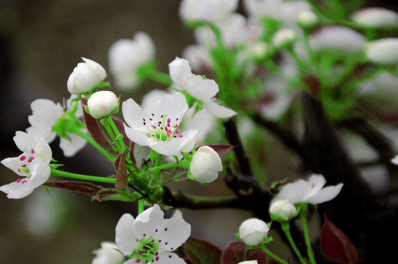 【鋼城文苑】花總開在艱難的日子 【鋼城文苑】花總開在艱難的日子