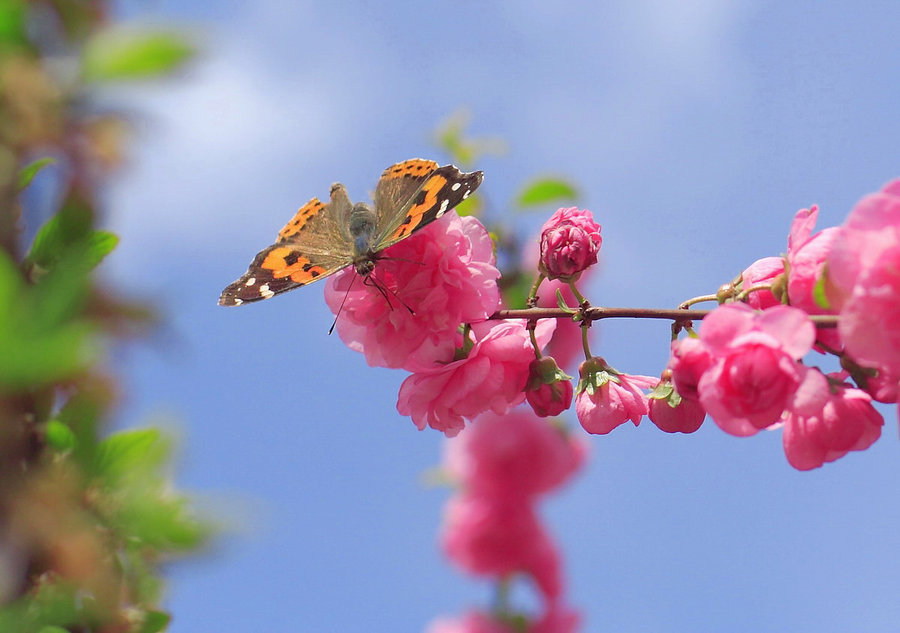 ��䓳���Է������������