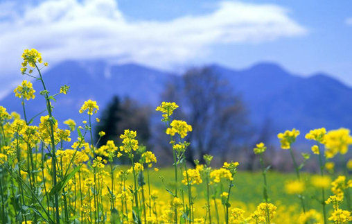 【鋼城文苑】唯愿春天永存 【鋼城文苑】唯愿春天永存