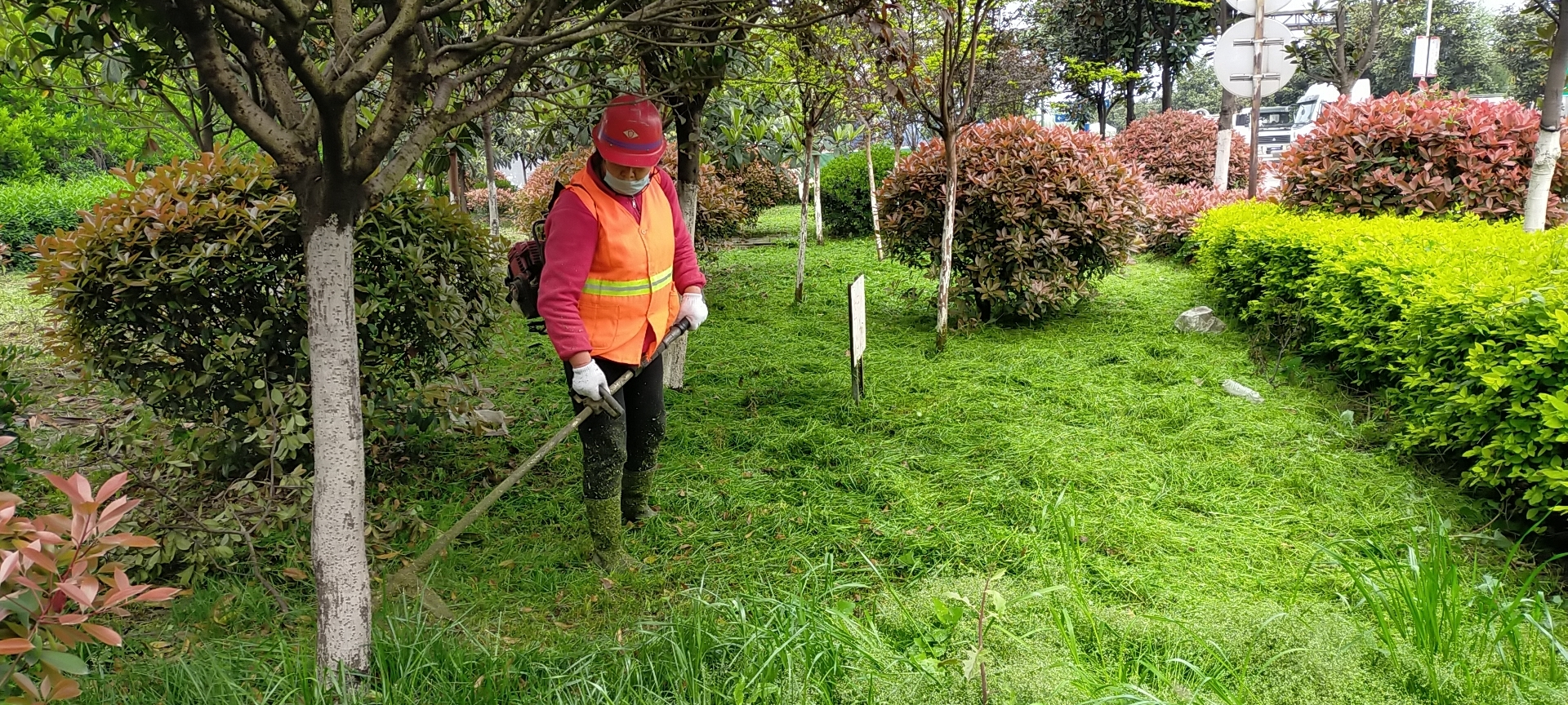 【美麗漢鋼】公司多措并舉 做好春季綠化苗木養護工作 【美麗漢鋼】公司多措并舉 做好春季綠化苗木養護工作