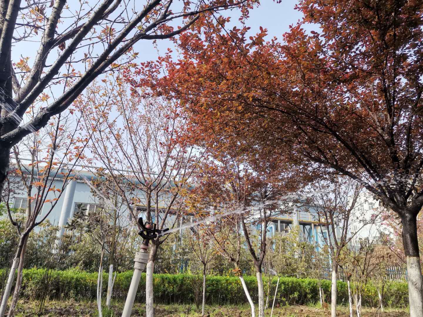 【美麗漢鋼】公司多措并舉 做好春季綠化苗木養護工作 【美麗漢鋼】公司多措并舉 做好春季綠化苗木養護工作