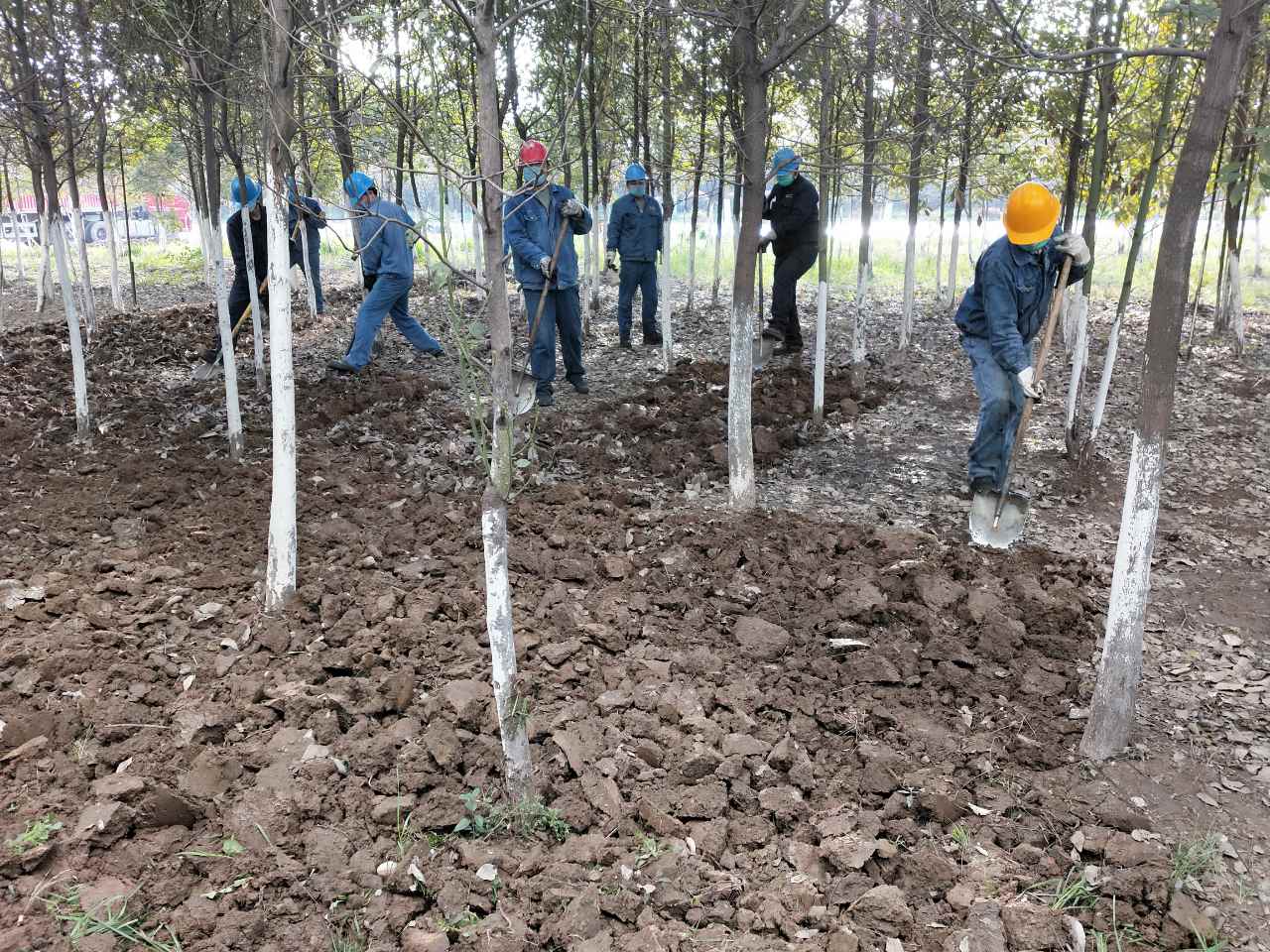 【美麗漢鋼】公司多措并舉 做好春季綠化苗木養護工作 【美麗漢鋼】公司多措并舉 做好春季綠化苗木養護工作