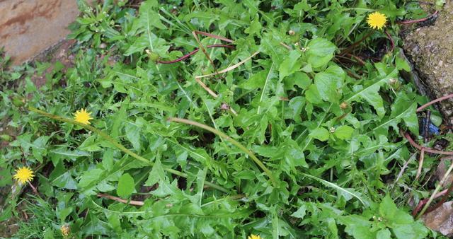 【鋼城文苑】家鄉(xiāng)的野菜 【鋼城文苑】家鄉(xiāng)的野菜