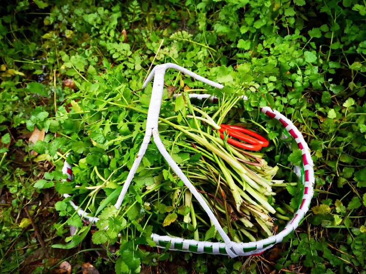 【鋼城文苑】家鄉(xiāng)的野菜 【鋼城文苑】家鄉(xiāng)的野菜